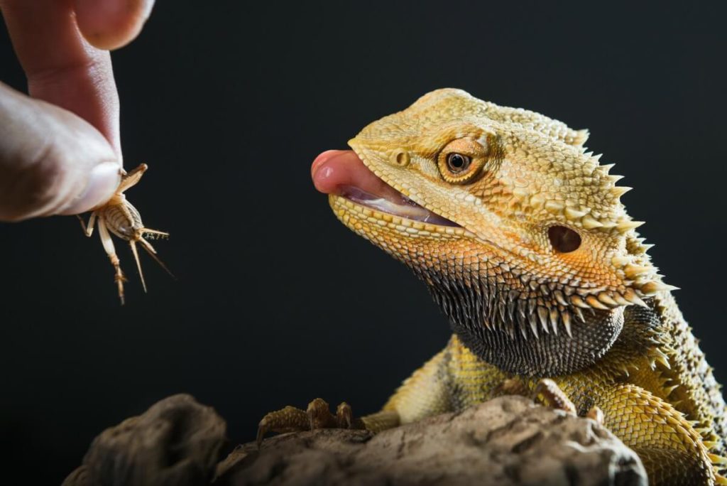 How To Make A Bearded Dragon Gain Weight