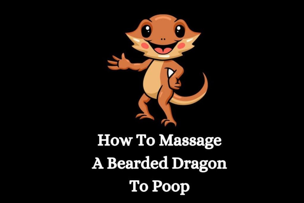 How To Massage A Bearded Dragon To Poop 1