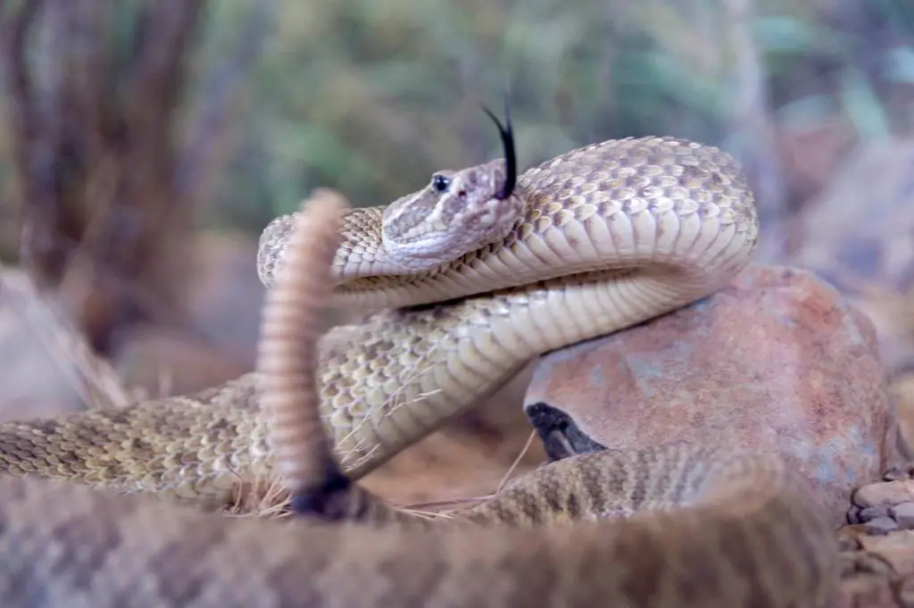 How to Get Rid of Rattlesnakes
