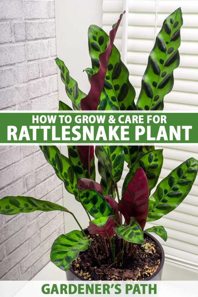 How to Grow and Care for Rattlesnake Plant Pin