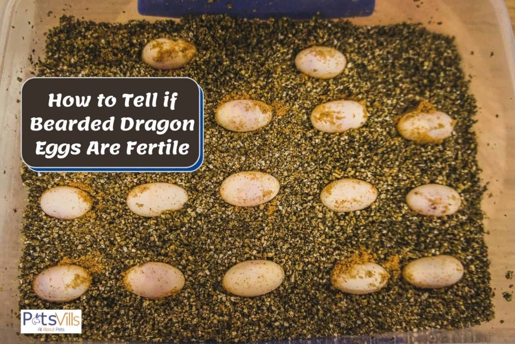 How to Tell if Bearded Dragon Eggs Are Fertile 2