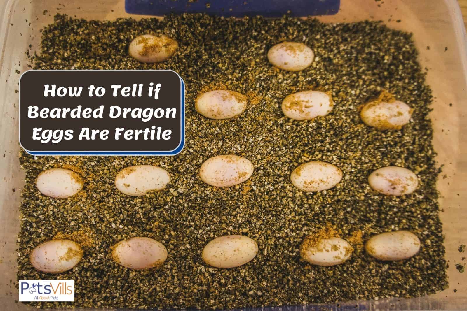 How To Tell If Bearded Dragon Eggs Are Dead 4839