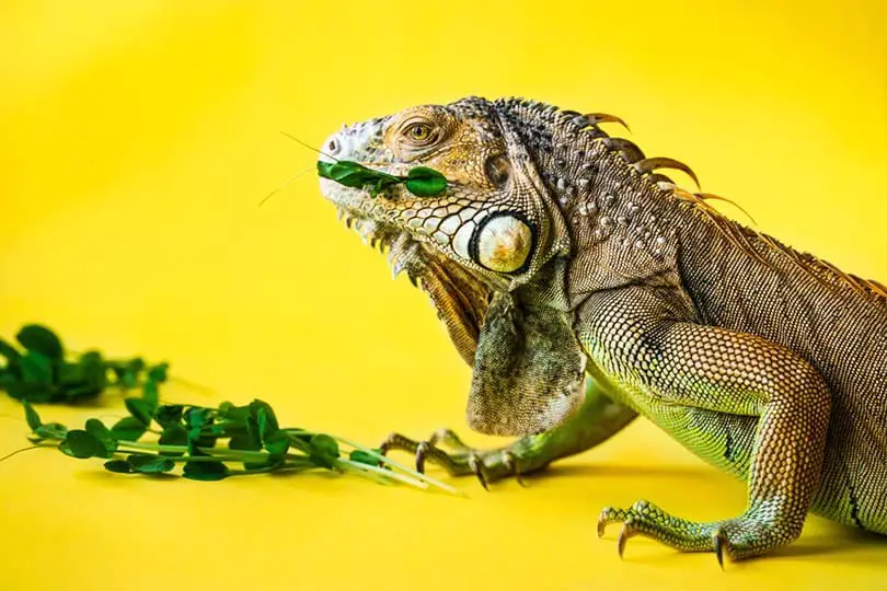 Iguana Eating Shutterstock