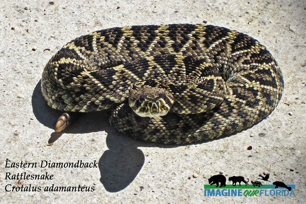 Imagine Our Florida Eastern Diamondback Rattlesnake