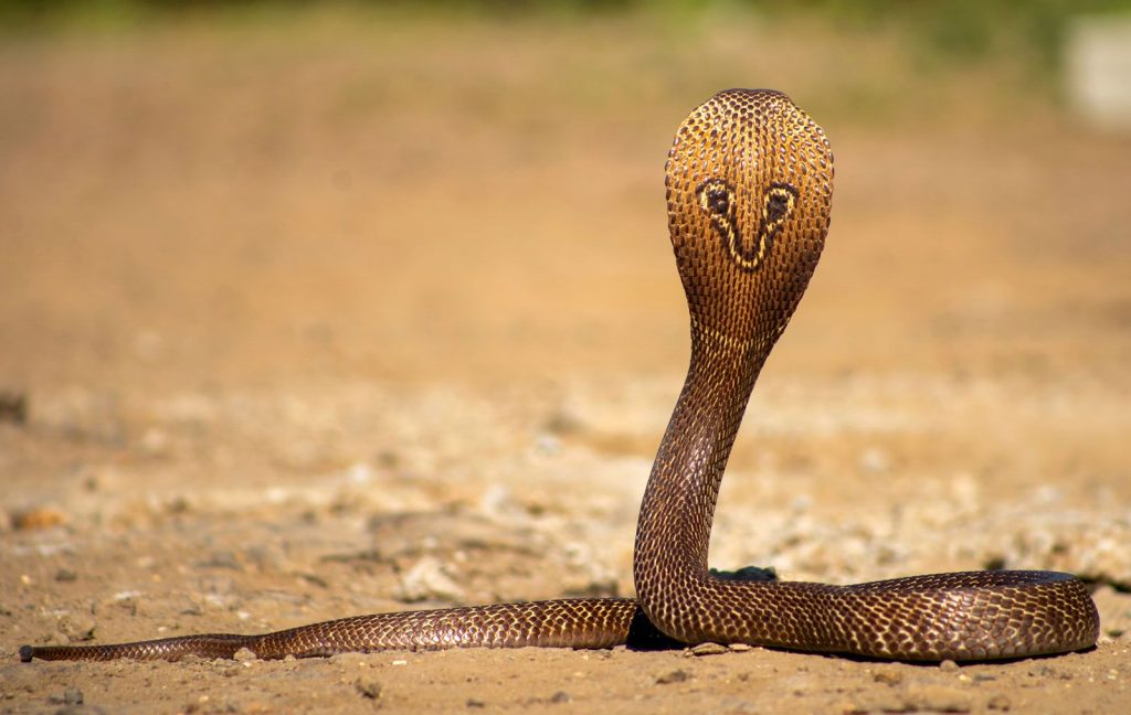 Indian cobra naja naja venonmous snake reptile hood