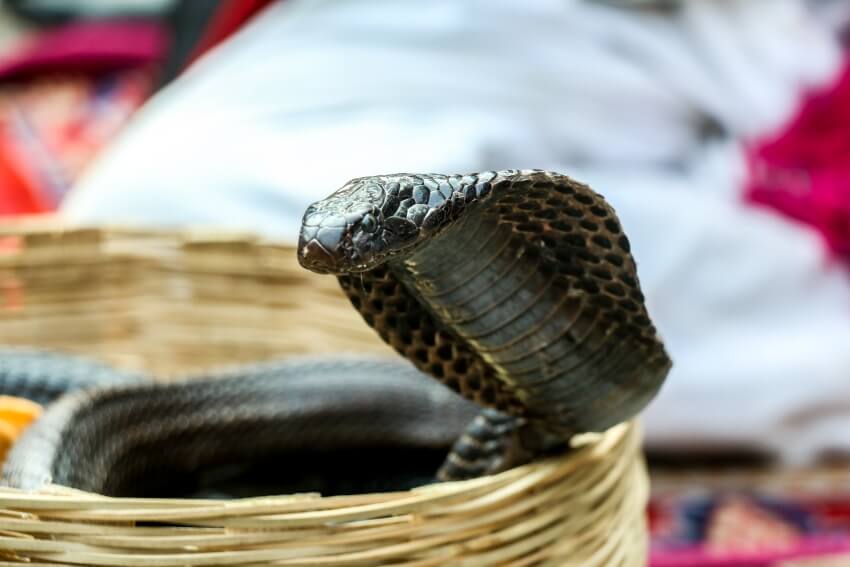 King Cobra in a Basket