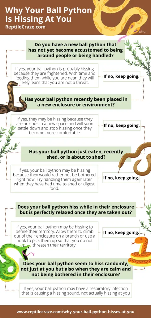 Kopie von Why Your Ball Python Is Hissing At You 1