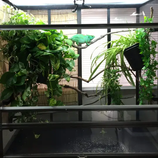 Large Atrium Chameleon Cage Drip Easy Floor 1024 540x540 1