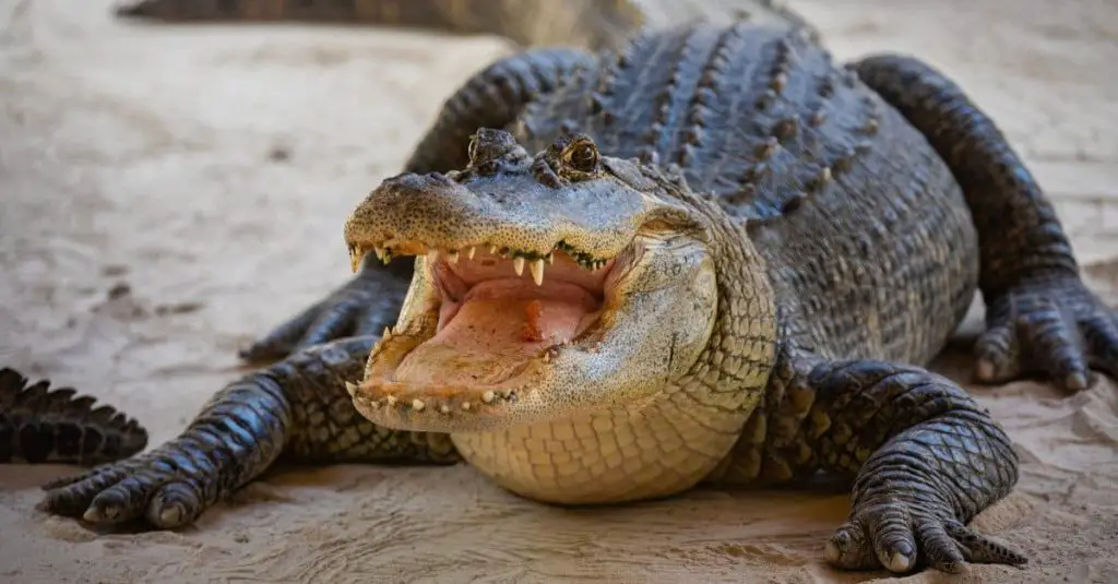 Largest Alligators close up