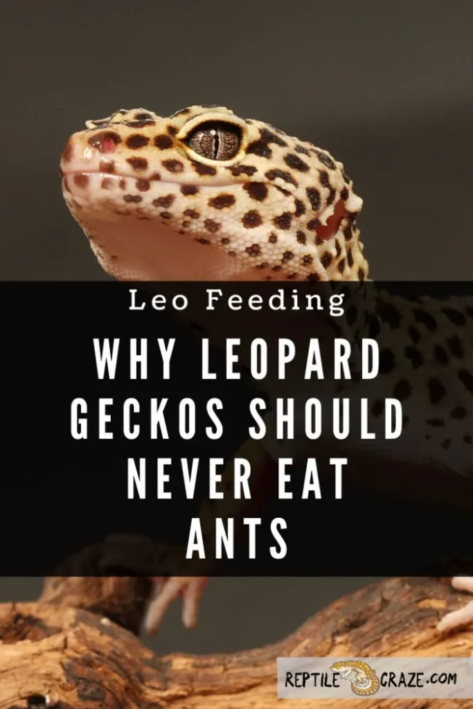 Leopard Gecko Ant.jpg