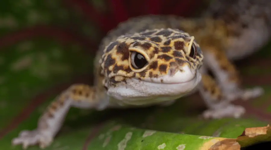 Leopard Gecko Moss Guide