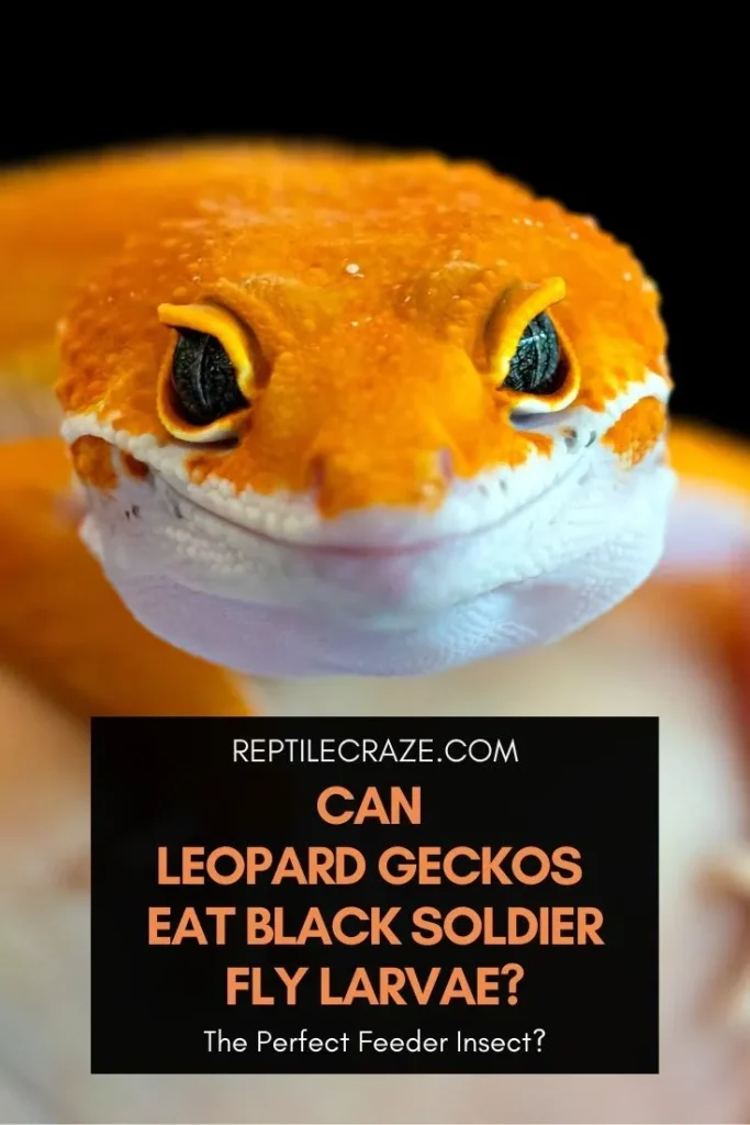 Leopard gecko nutrigrubs.jpg