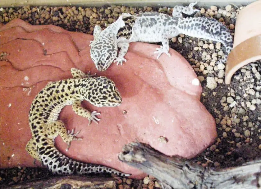 Leopard gecko shedding e1600088734603