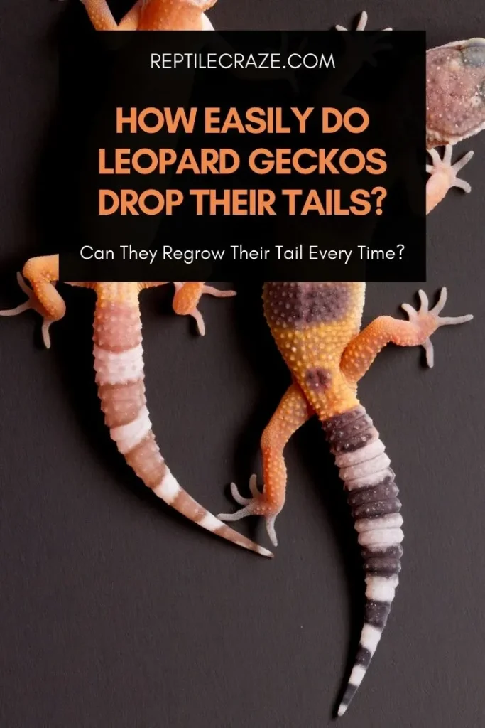 Leopard gecko tail drop.jpg