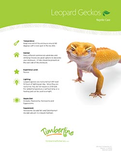 Leopard Geckos Care Sheet