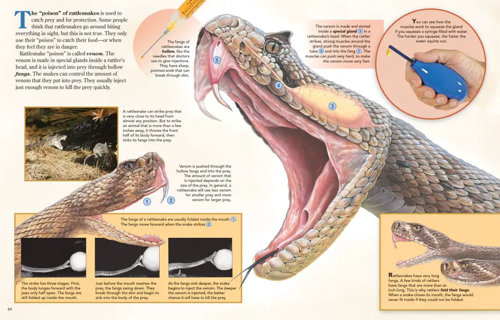 Magazine ZB Rattlesnakes pp10 11 2400x1536