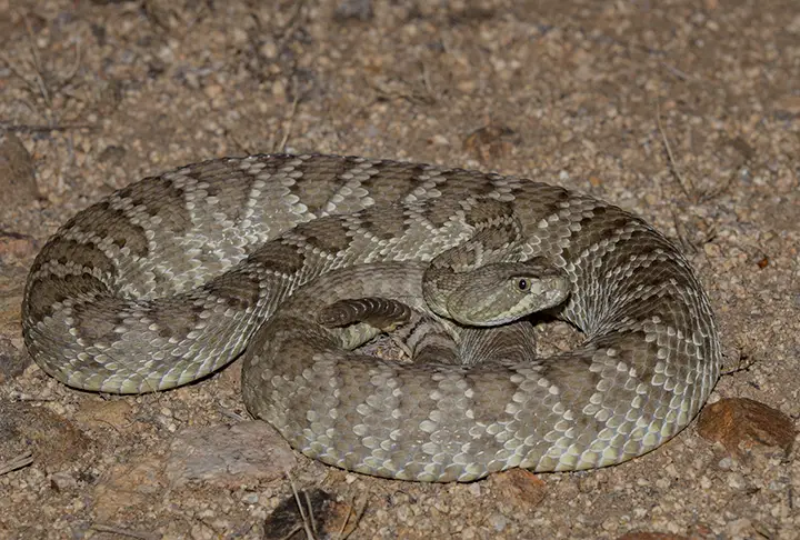 What Is A Mojave Green Rattlesnake?