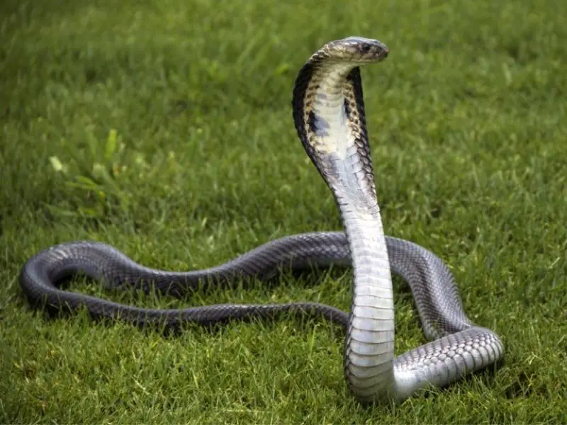Monocld Cobra