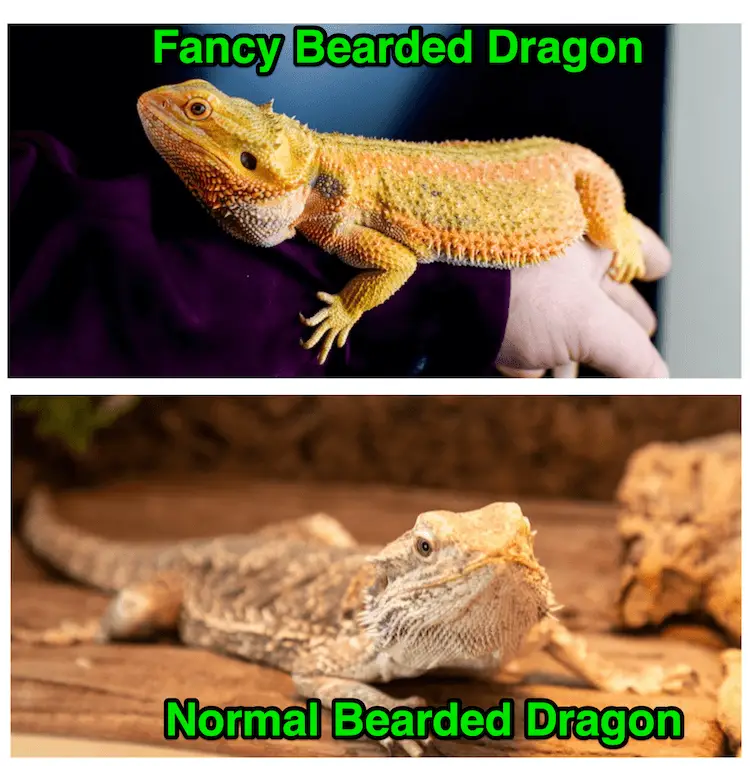 Normal vs Fancy Bearded Dragon