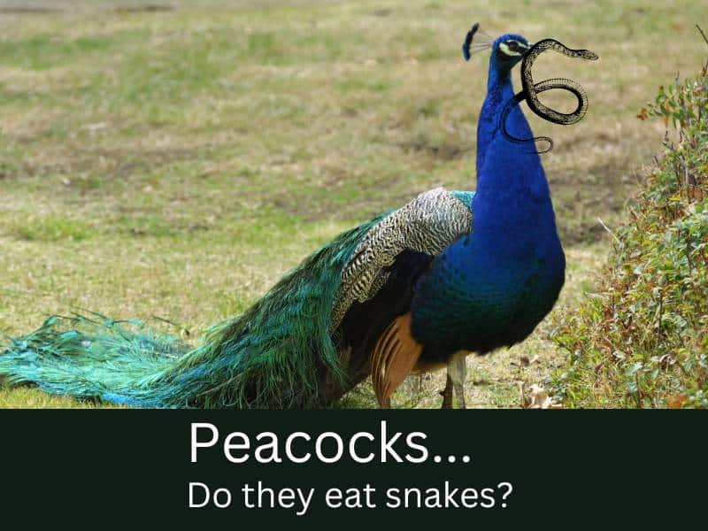 Peacocks eat snakes