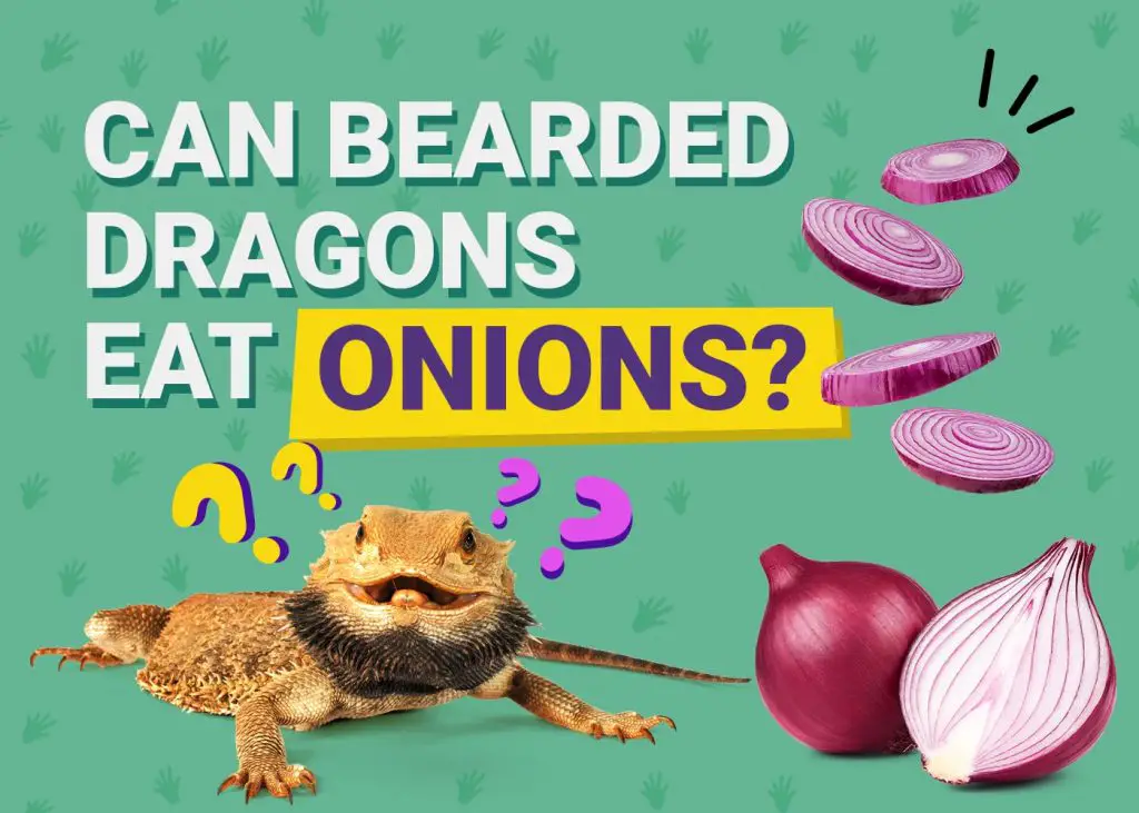 PetKeen Can Bearded Dragons Eat onions