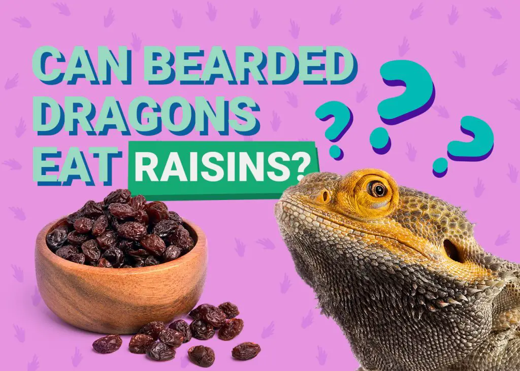 PetKeen Can Bearded Dragons Eat raisins