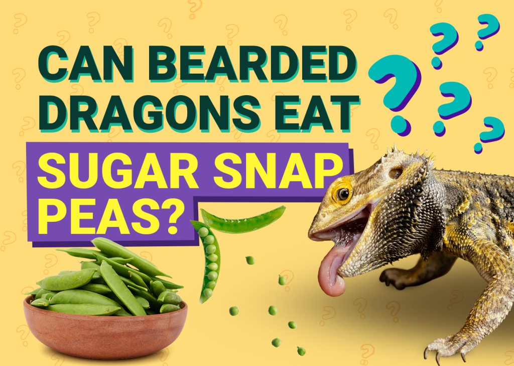 PetKeen Can Bearded Dragons Eat sugar snap peas