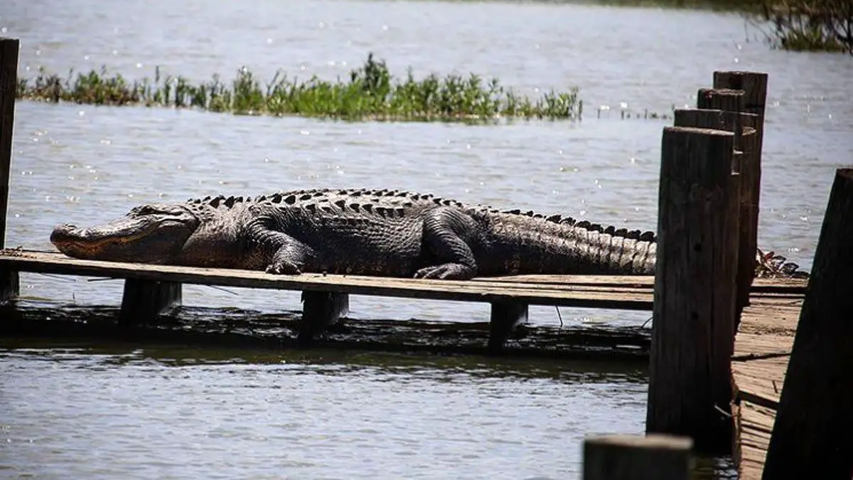 Where Are Alligators In Texas?