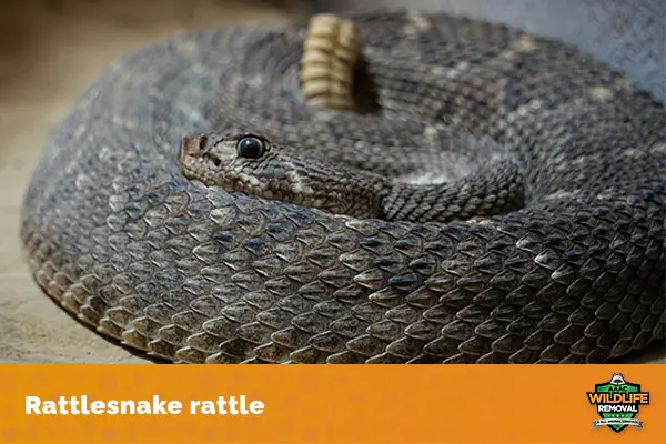Rattlesnake rattle