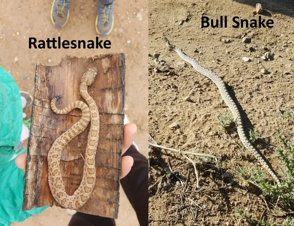 RattlesnakeBullSnake