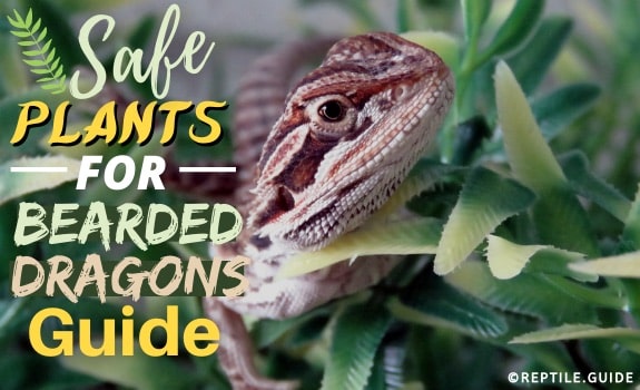 Safe plants bearded dragons