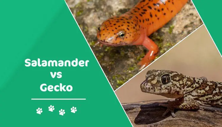 Salamander vs gecko header