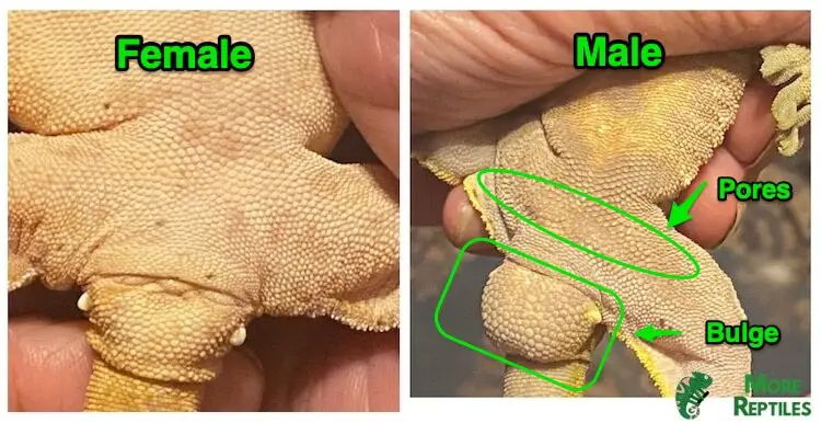 Sexing crested geckos