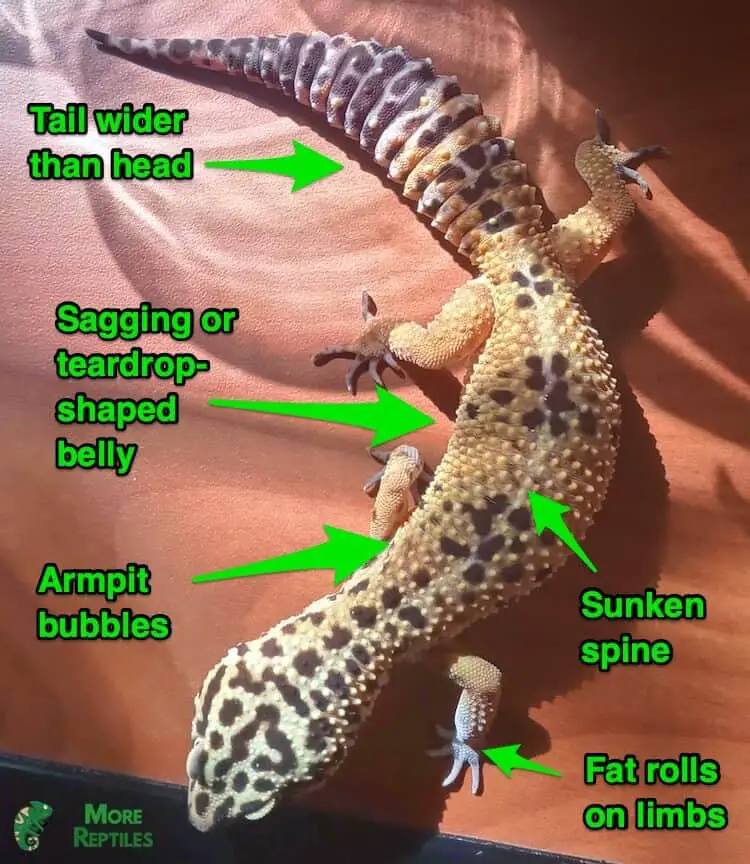 Signs of a fat Leopard Gecko