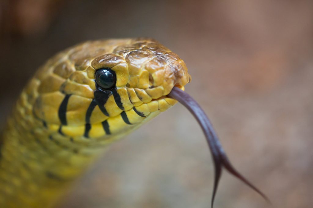 Snake Myths 3