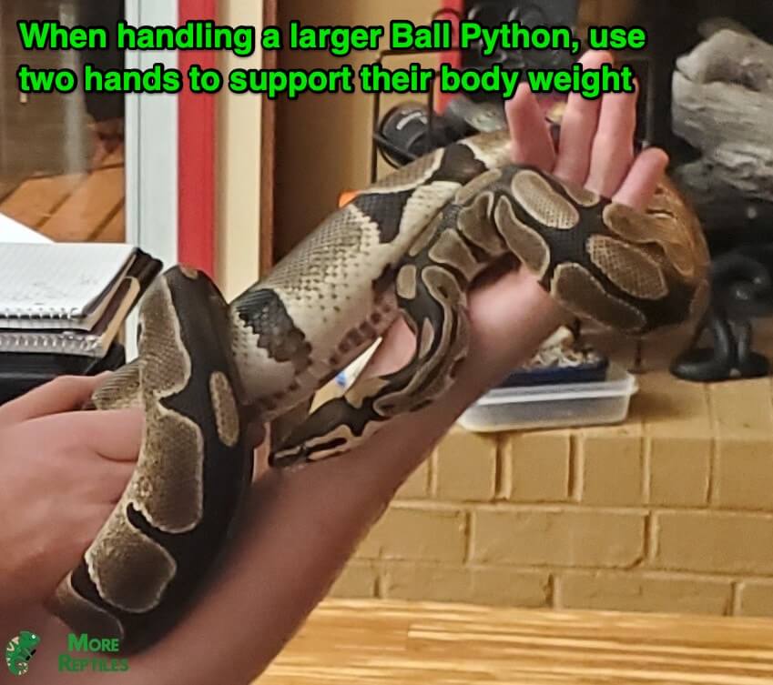 Socializing a Ball Python