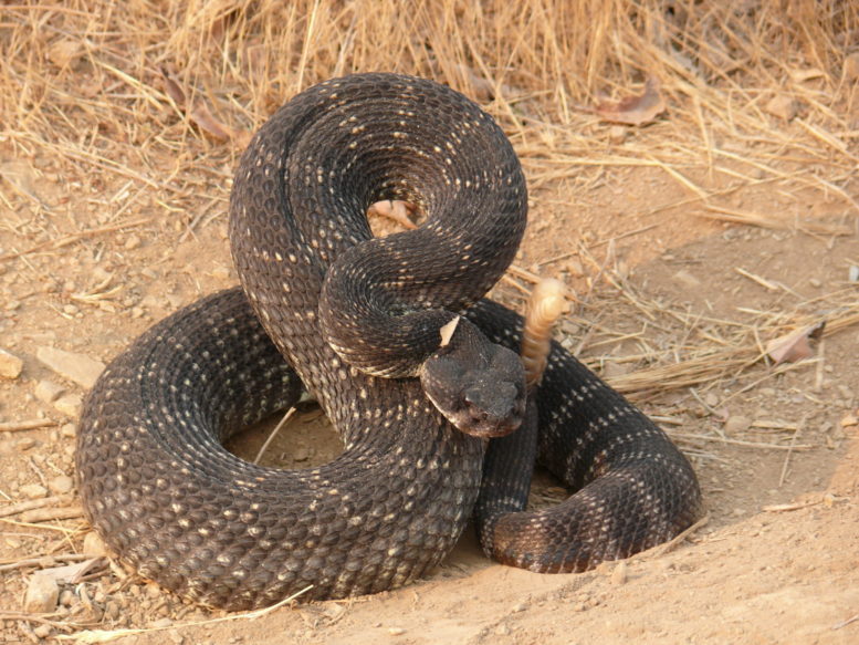 Southern Pacific Rattlesnake scaled e1583964602876