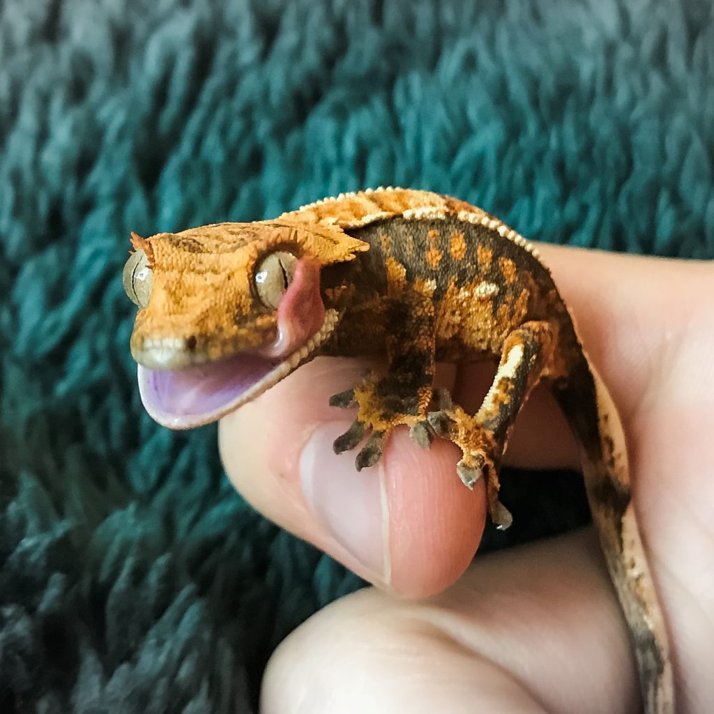 Tame Crested Gecko
