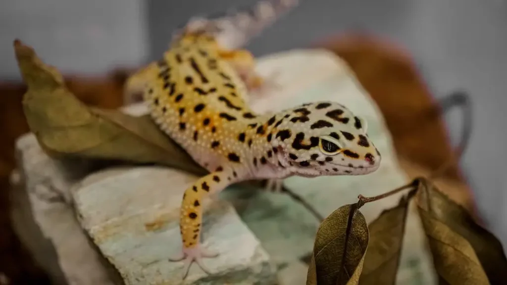 Tips to Safely Introduce Your Dog to a Leopard Gecko