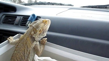 Traveling With a Bearded dragon in the front seat