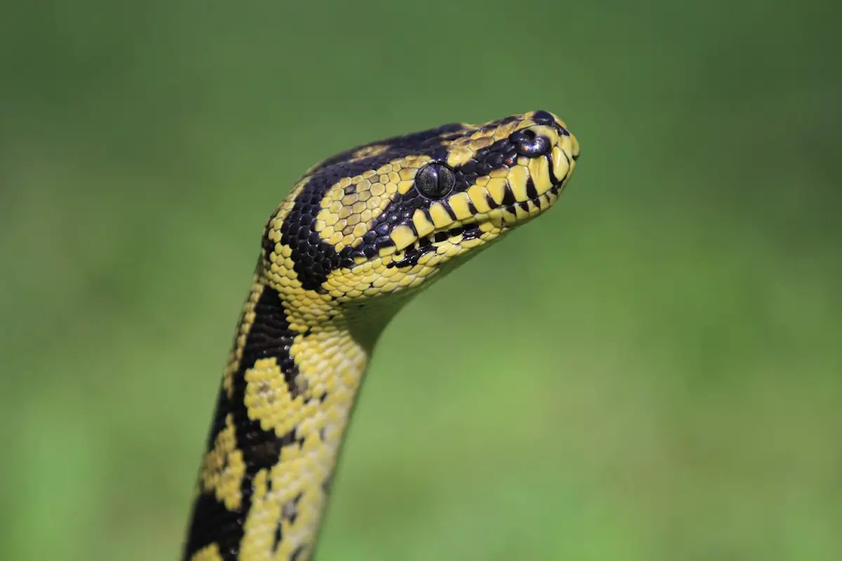 How Long Do Carpet Pythons Live?