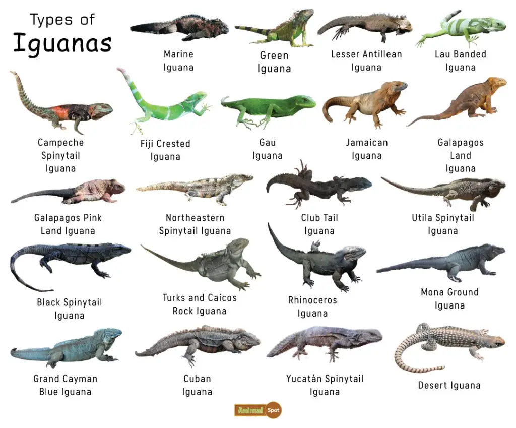 Types of Iguana
