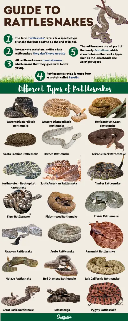 Types of rattlesnakes infographic 1121