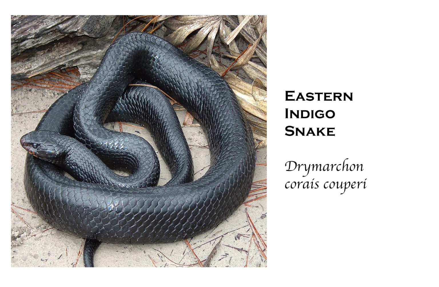 Do Black Snakes Eat Rattlesnakes?