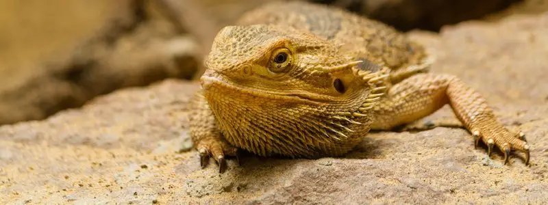 What Causes Bearded Dragon Act Lazy Lethargic