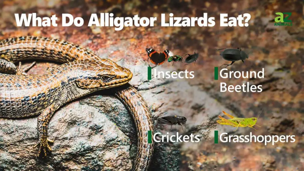 What Do Alligator Lizards Eat 1024x576 1