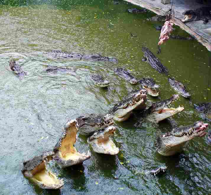 What Do Alligators Eat Swamp Fever Airboat Adventures