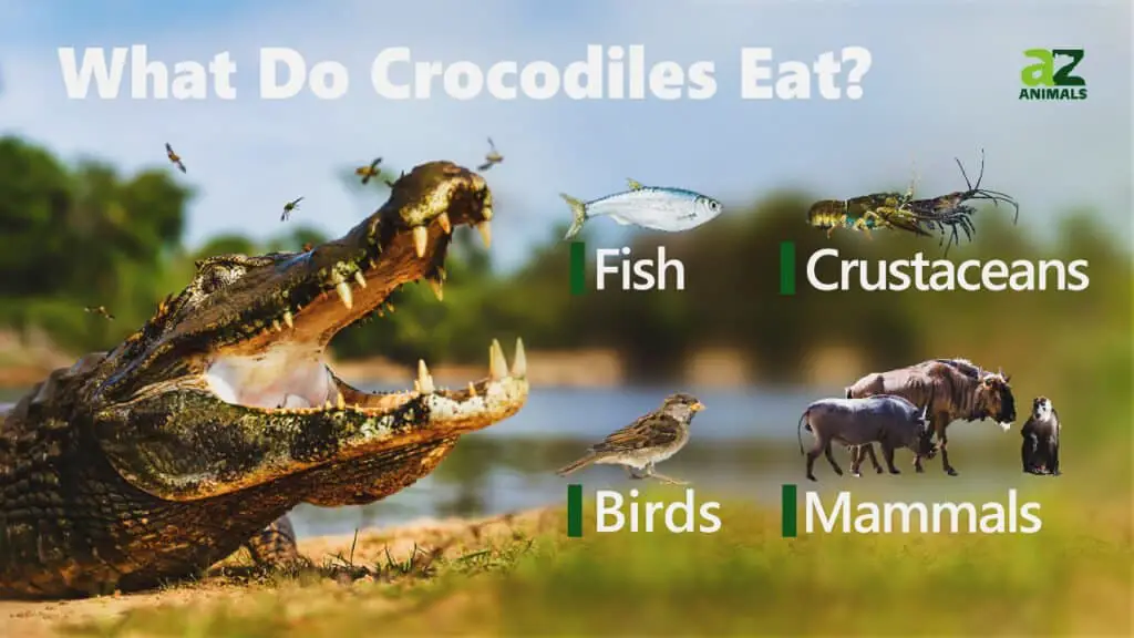What Do Crocodiles Eat 1024x576 1