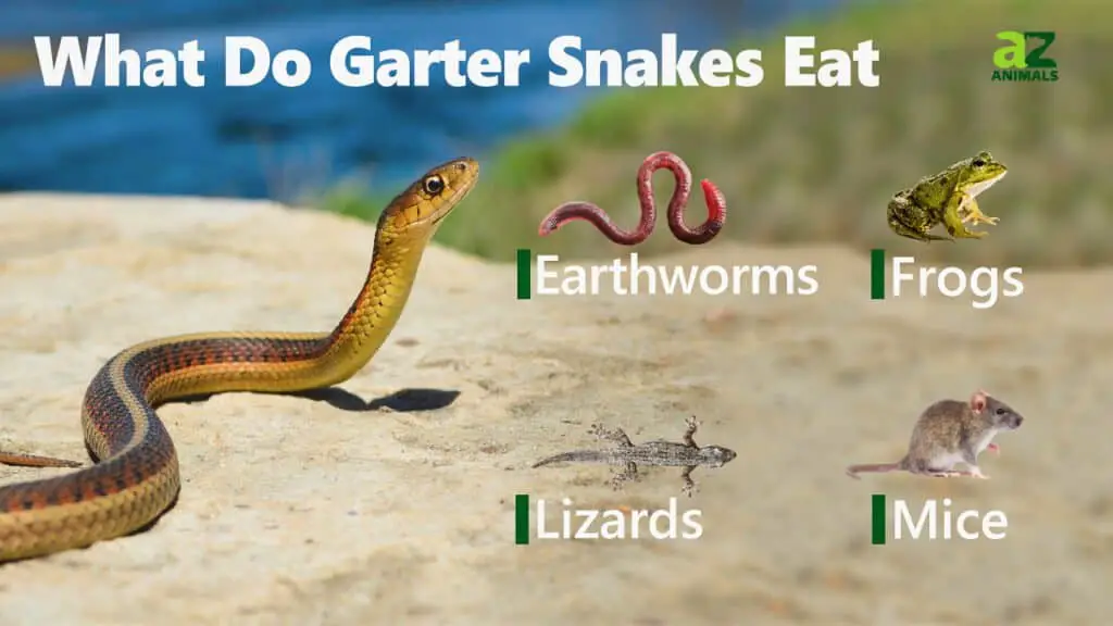 What Do Garter Snakes Eat 1024x576 1