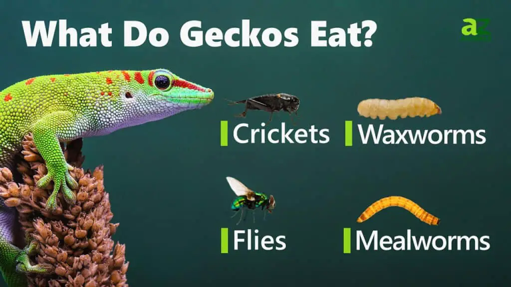 What Do Geckos Eat 1024x576 1